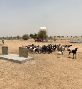 Hydratation des animaux